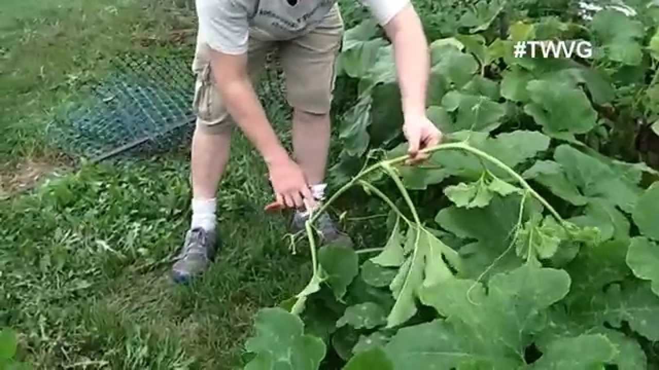 trimming-pumpkin-vines-for-better-growth-quick-tip-youtube