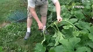 Trimming Pumpkin Vines for Better Growth  Quick Tip