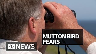 Mutton birds are more than a month late arriving in Tasmania, sparking serious concerns | ABC News