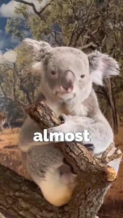 'The Laziest Animal In The World' #shorts #animals #cuteanimals