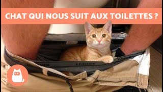 Pourquoi mon chat me suit aux toilettes ?