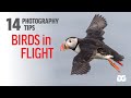 14 PHOTOGRAPHY TIPS FOR BIRDS IN FLIGHT | Capturing sharp puffin photos