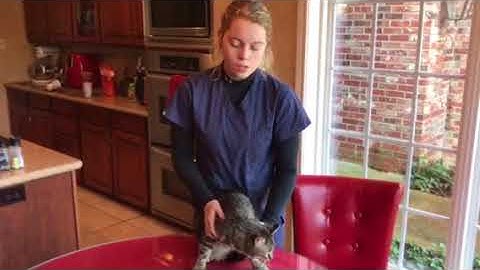 AVMA Video Project HR3