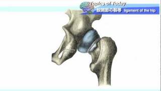 股関節の靱帯 ligament of the hip : 理学療法士による身体活動研究