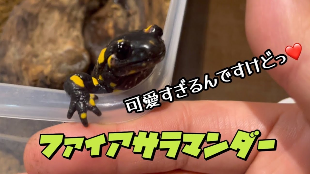 I just want to tell you how adorable fire salamanders are! - YouTube