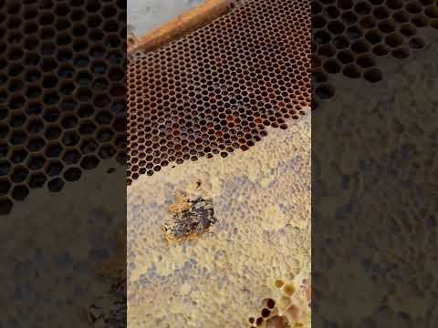 Video: Fliegen Varroamilben?