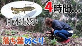グロ注意 タンザニアの怪物と呼ばれたカマキリが怖すぎる ニセハナマオウカマキリ飼育19 7 Idolomantis Diabolica Devil Flower Mantis Youtube