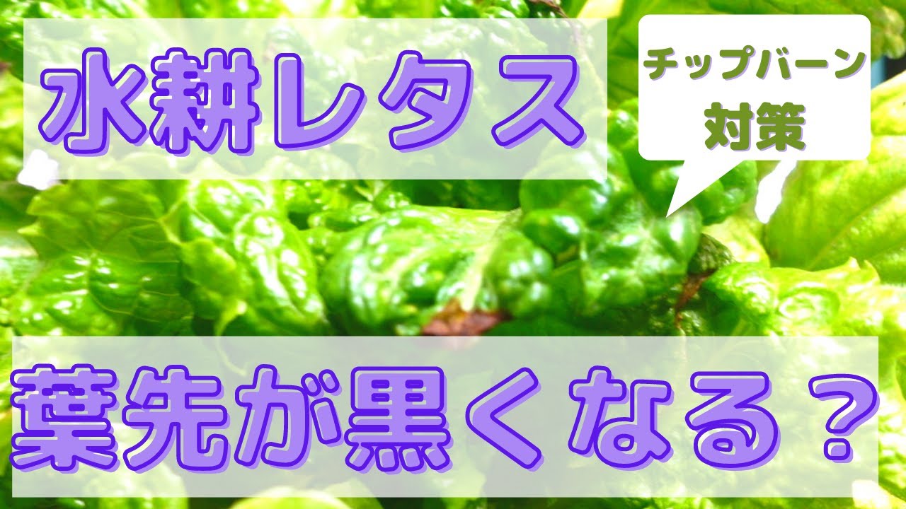 野菜の水耕栽培 レタスの葉先が黒い チップバーンの原因と対策 Youtube