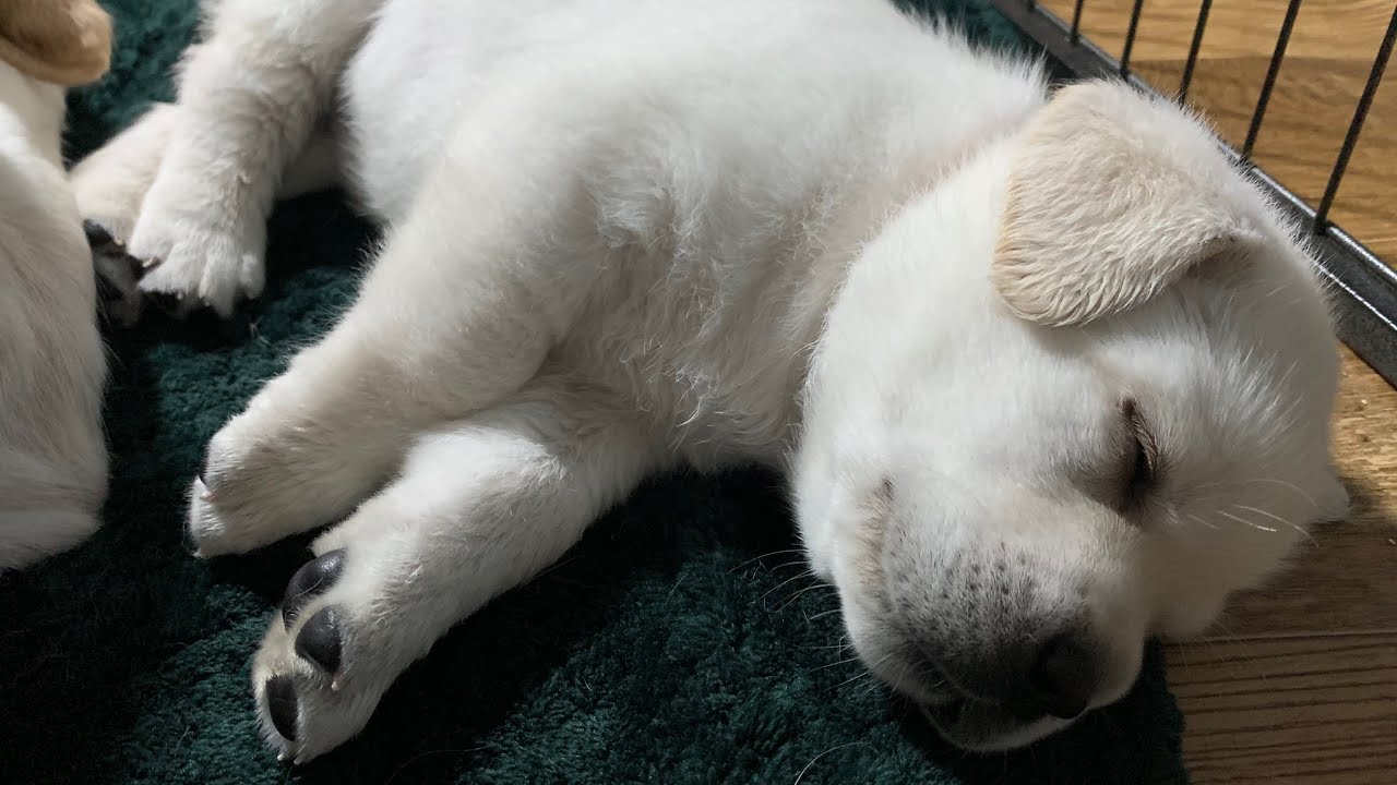 LIVE PUPPY CAM Adorable Lab Puppies In The Play Room YouTube