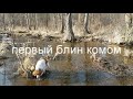 (28)Бретонский эпаньоль. Кратко  от детства до охоты.