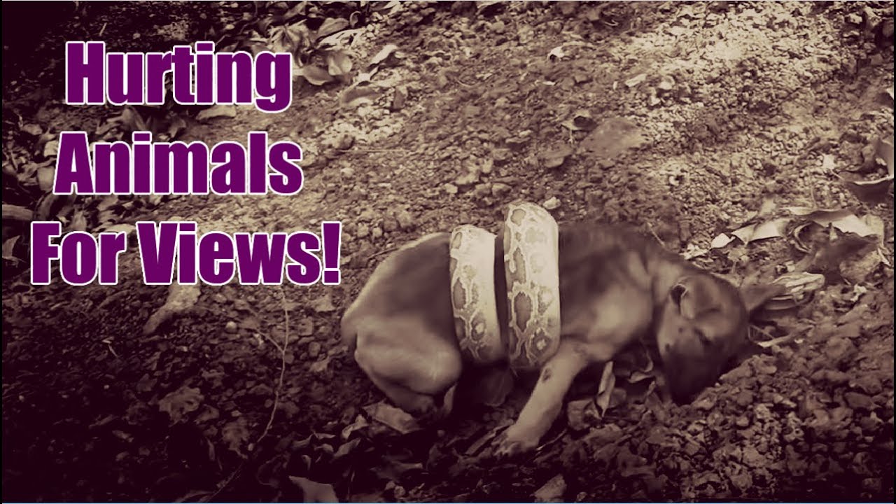 The Fake Animal Rescue Channels
