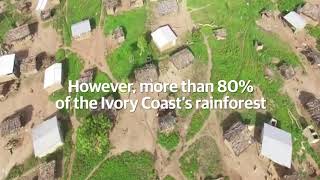 Illegal Cocoa Production in Ivory Coast National Park