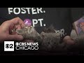 Cute kittens from Forever Fortunate Felines are in the Pet Rescue Spotlight