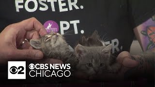 Cute kittens from Forever Fortunate Felines are in the Pet Rescue Spotlight