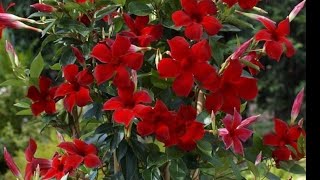How to Grow Mandevilla Flower Plant from Cutting |