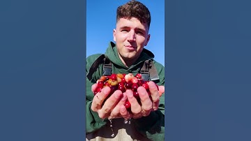 Thumbnail of Cranberry Sauce (ft. Lynja)