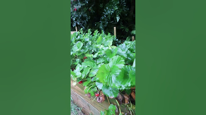 IRISH SUMMER