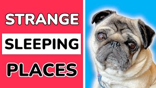 Funny Places a Pug Dog Sleeps  Pug Compilation