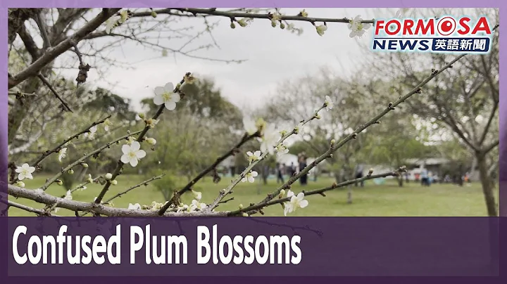 Plum trees bloom twice in one year due to climate chaos: agricultural experts - DayDayNews