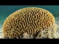 Qué Pasa con los Corales