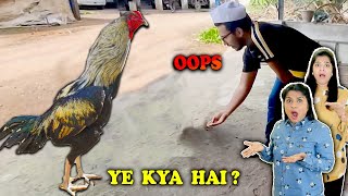 Sanket Ko Giant Murge Se Masti Padi Bhari | Hungry Birds Phir Se Fase Musibat Me