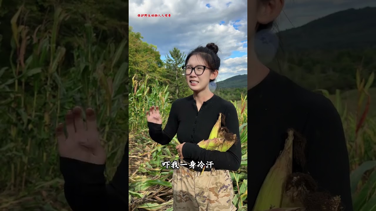 #青年创作者成长计划 苞米地竟然进野猪了#三农 #我的乡村生活 #储冬菜 #野猪