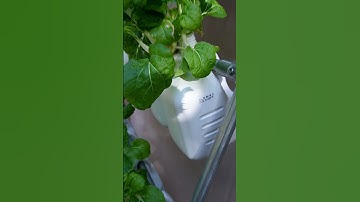 What Everyone Gets Wrong About Kratky Hydroponics, Off Grid #diyhydroponics #gardening