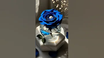 Blue Rose Shorts Music Song Love 