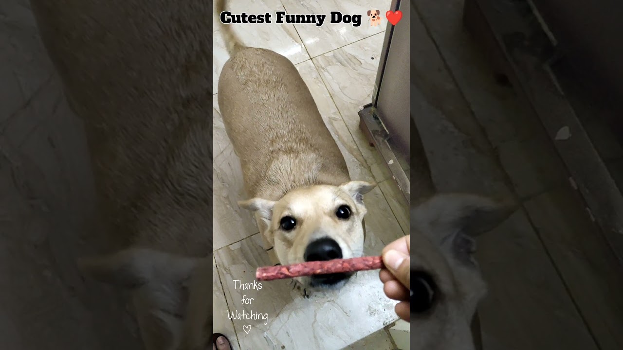 Funny Dog Video 2021 
