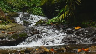 Relaxation Music, Full Nature Sounds, Sleep Relaxation, Stress, Insomnia, Meditation, Healing #asmr