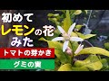 [最新] レモン 花芽 285053-レモン 花芽 落ちる
