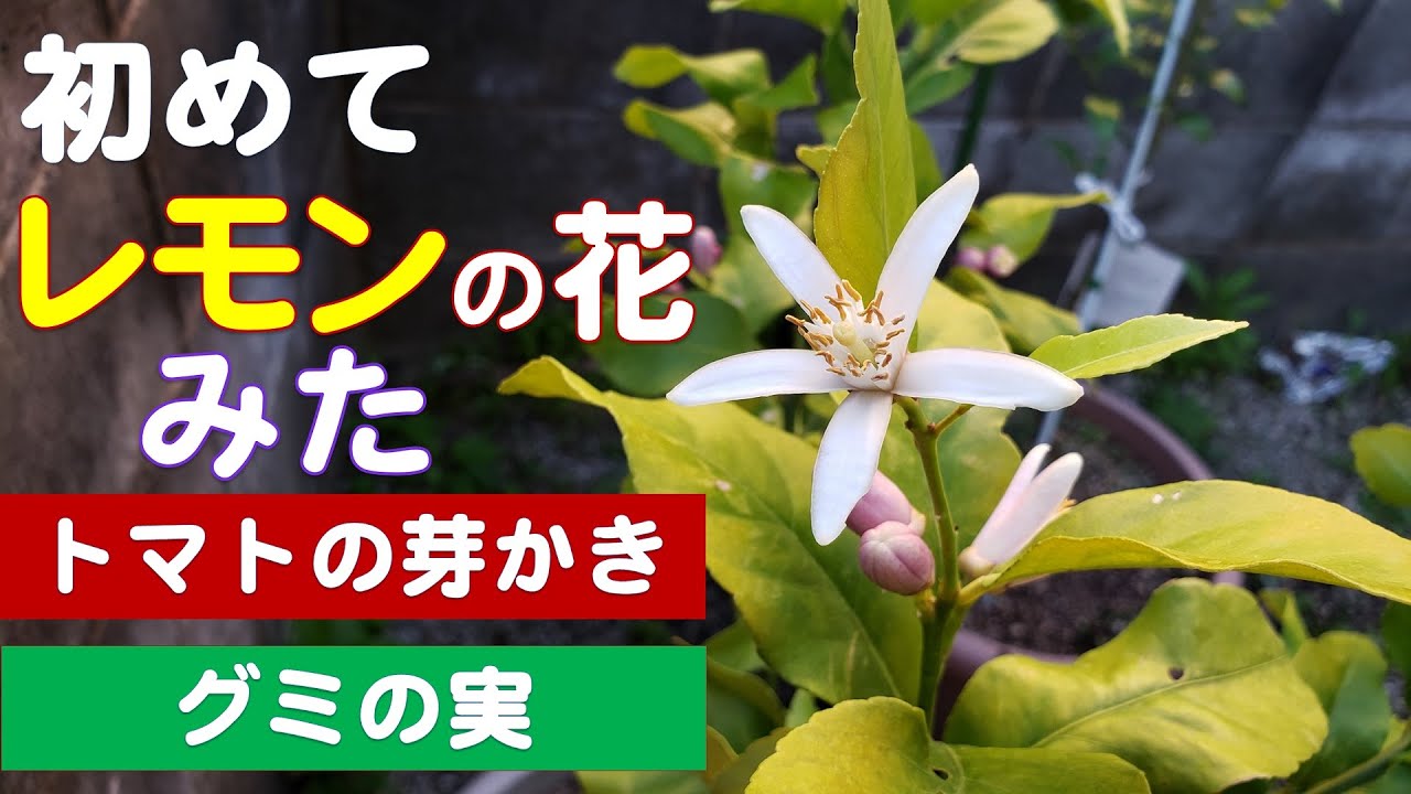 家庭菜園 果樹 レモンの花が咲きました Youtube