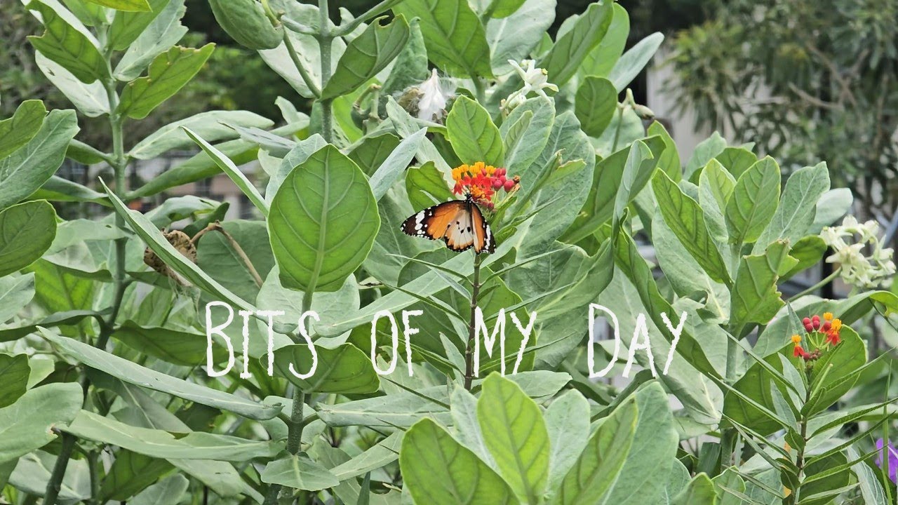 Slow Living 🌺 Nature park walk, homecook fish noodle, relaxing and chilling at home