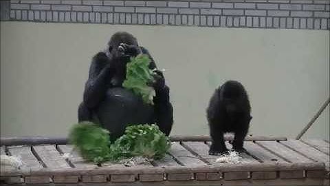 Nimba & Nukta @Burgers