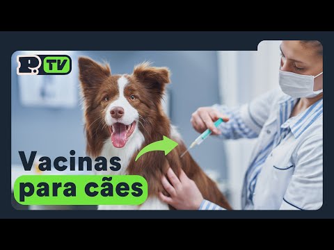 Vídeo: Quais Vacinas Um Cão Deve Fazer Anualmente