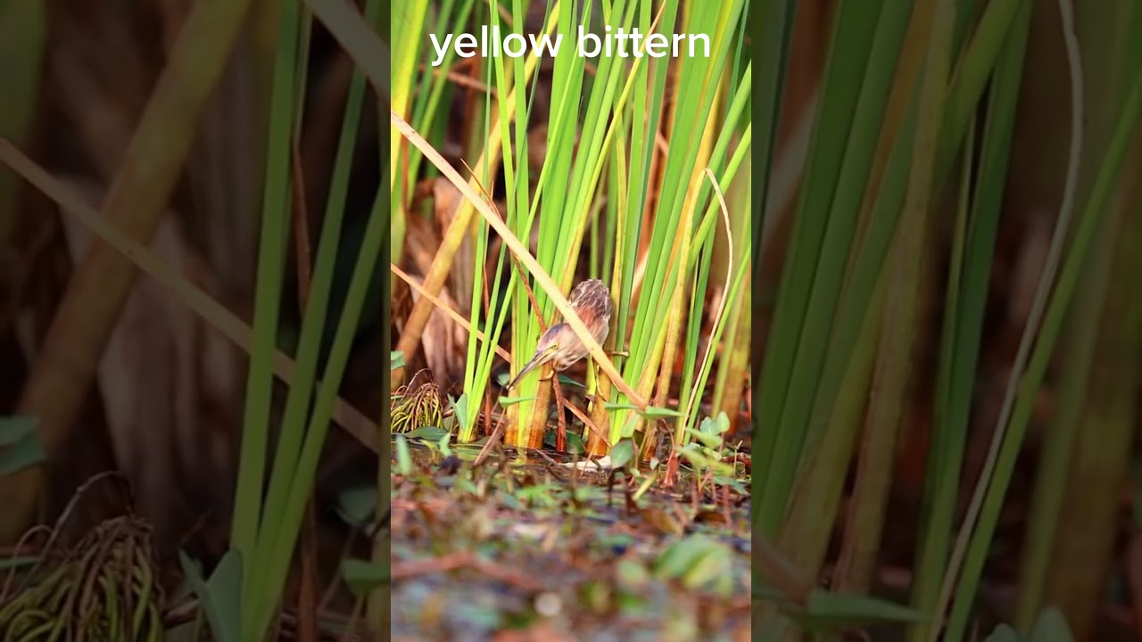 yellow bittern bird  | yellow bittern 