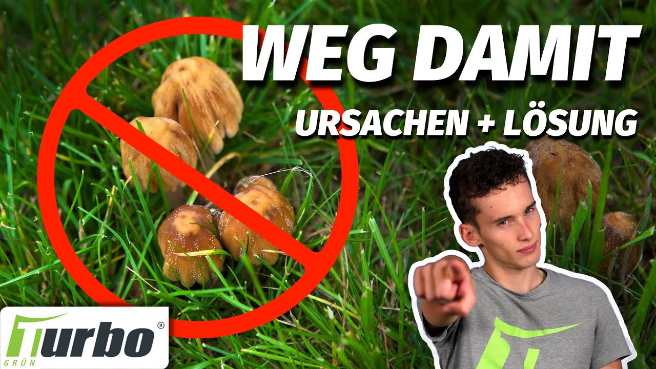 Pilze im Rasen 🍄 Was tun? Turbogrün YouTube