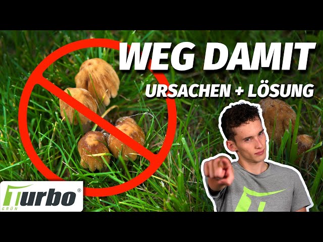 Pilze im Rasen  | Was tun? | Turbogrn
