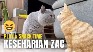 BEGINI KESEHARIAN ZAC  MAKAN, MAIN, TIDUR   KUCING BRITISH SHORTHAIR