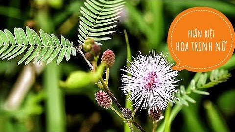 Cách phân biệt cây trinh nữ ( mắc cỡ) và cây gần giống trinh nữ | Nhơn Huỳnh channel