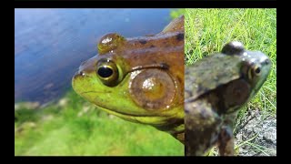 Bullfrog VS. Green Frog - Can you tell the Difference