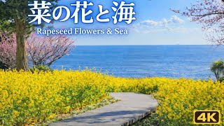 伊豆の春｜海と菜の花の絶景【4K】Spring in Izu | Sea & Canola