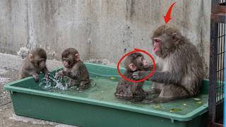Punch Update Today: The zoo gave Punch and the baby monkeys their very own private swimming pool!