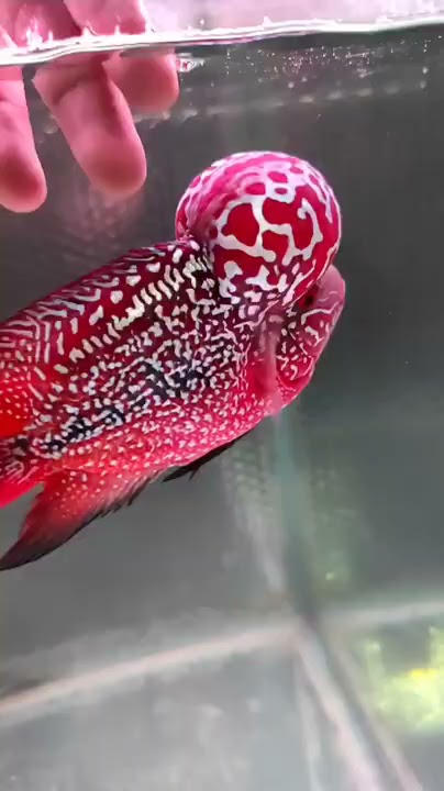 Beautiful kamfa flowerhorn fish # flowerhorn#beautiful.