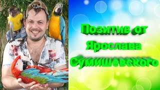 🔥 Невероятно Позитивное Видео От Ярослава Сумишевского