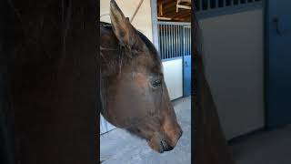 Time To Round Up The Hoover Bandidos Or As I Call Them Horses