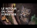 Un flin sauvage en ledefrance  le retour du chat forestier