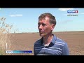 В Астраханской области стартовала посевная риса