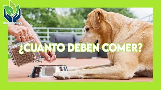 Cuántas veces le tengo que dar de comer a mi perro al día by Cuidemos el Planeta 60 views 6 months ago 5 minutes, 12 seconds
