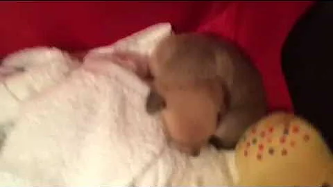 Puppy